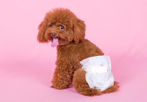 泰迪发情是怎么样的?泰迪犬发情时的几大行为 泰迪发情是怎么样的?泰迪犬发情时的几大行为