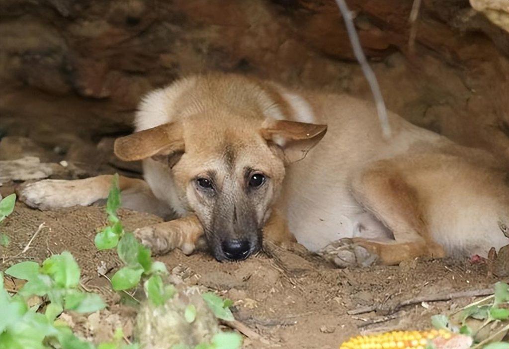 中华田园犬是一只很死心眼的狗，你同意吗？