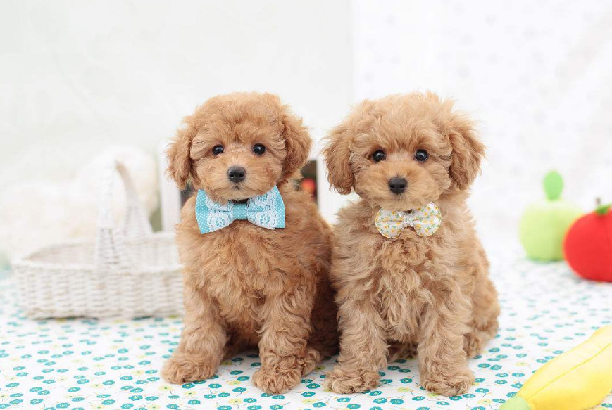 泰迪犬狗狗还能够吃什么呢?你家狗狗毛发怎么样? 泰迪犬狗狗还能够吃什么呢?你家狗狗毛发怎么样?