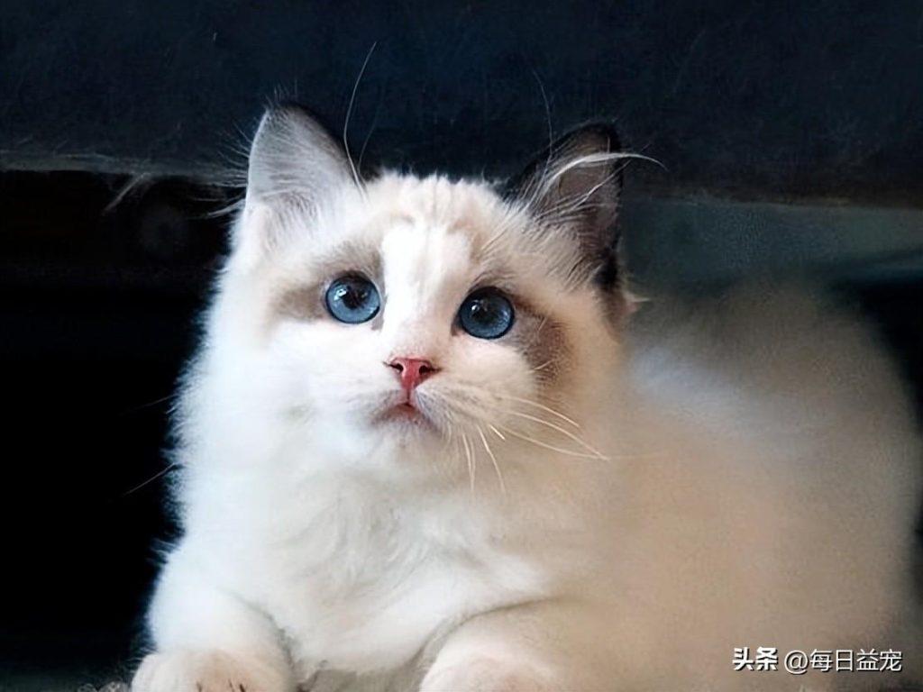 布偶猫一次生了19只，每次喂奶都露出疑惑的表情：都是我生的？