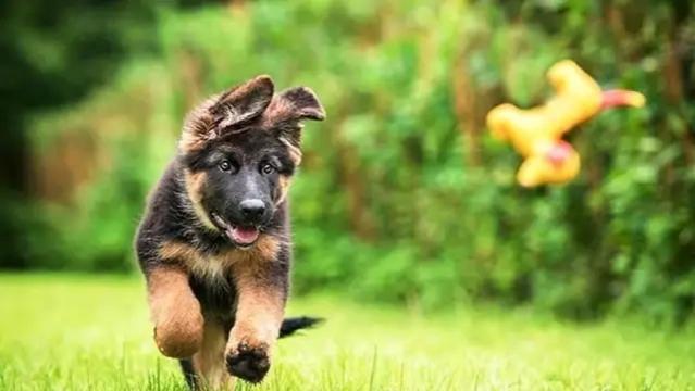 优秀的德国牧羊犬：在全世界享有盛名，你喜欢德牧吗？