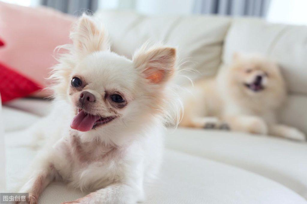 分享博美犬去泪痕的6个妙招,轻松赶跑泪痕,简单又实用! 分享博美犬去泪痕的6个妙招,轻松赶跑泪痕,简单又实用!