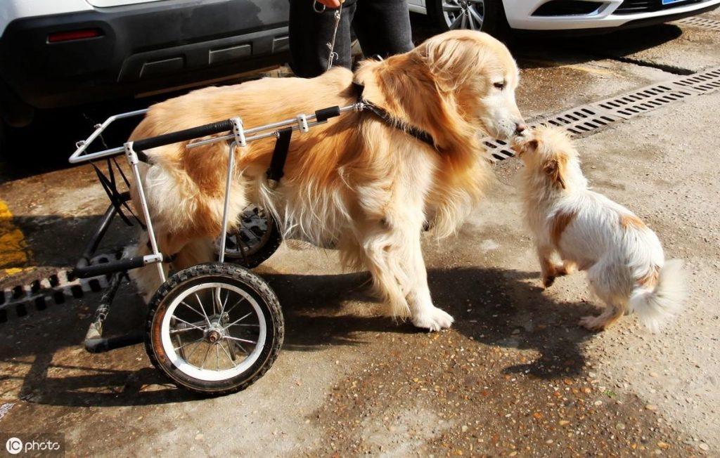 狗狗为什么会瘫痪？引起狗狗瘫痪的原因有哪些呢？