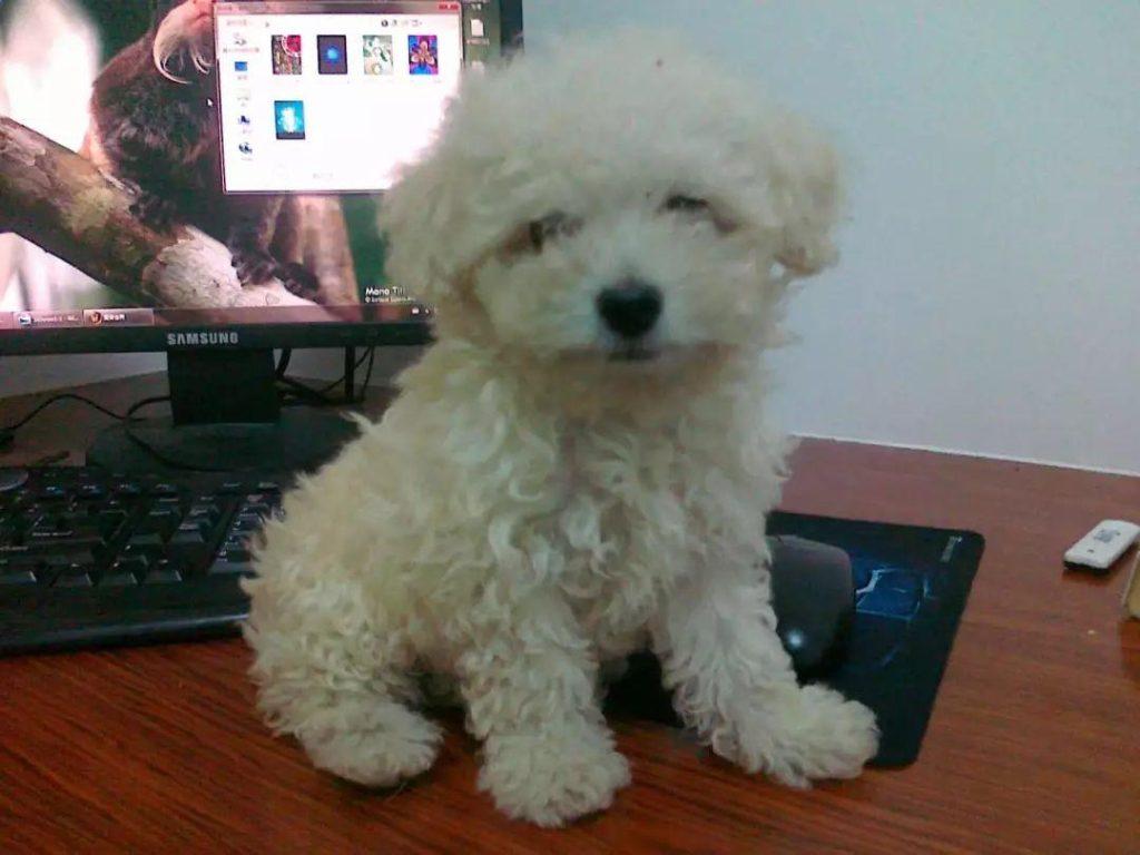 比熊犬怎么喂养？脆弱肠胃要谨慎对待，学会六点后正确饲养