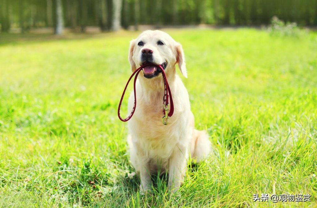 狗狗出行安全必备：牵引绳的正确使用方法