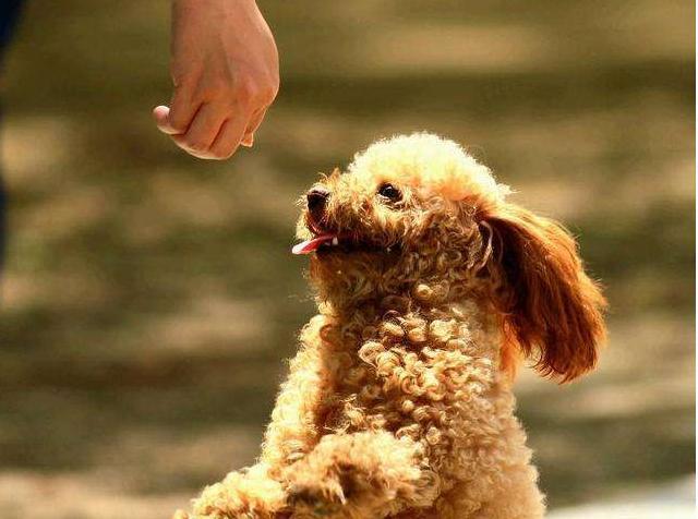 泰迪犬一生中训练的“黄金时期”，训练的黄金时期是什么时候吗？