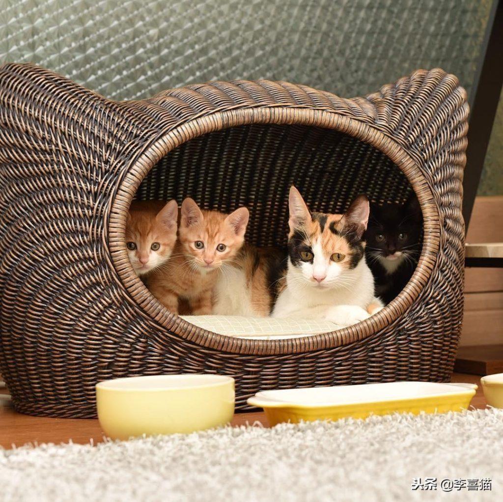 不是所有猫咪都能吃营养膏和化毛膏,营养膏知识你知道多少呢? 不是所有猫咪都能吃营养膏和化毛膏,营养膏知识你知道多少呢?