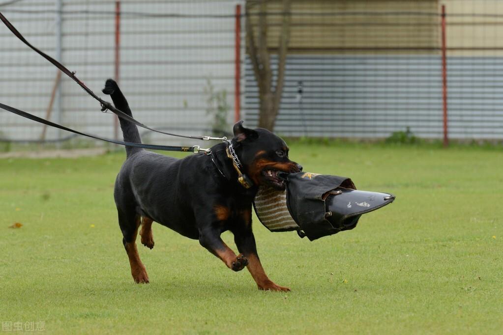 公认最帅气最勇敢的护卫犬——杜宾犬和罗威纳犬，你喜欢它们吗？