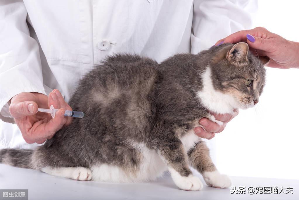 宠物健康：如何预防猫感染上弓形虫？