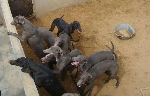 小格力犬多少钱一只？宠物小格力犬的价格4大因素