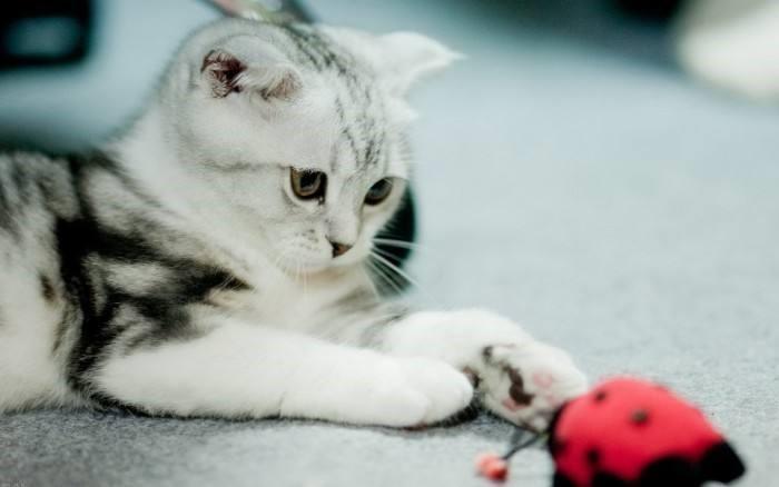 猫咪调皮捣蛋怎么治？怎么有效解决这些问题，与猫咪和睦相处？