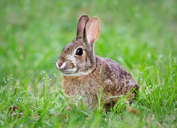 母肉兔发情的鉴定方法分享，你知道兔子发情是有规律的吗？