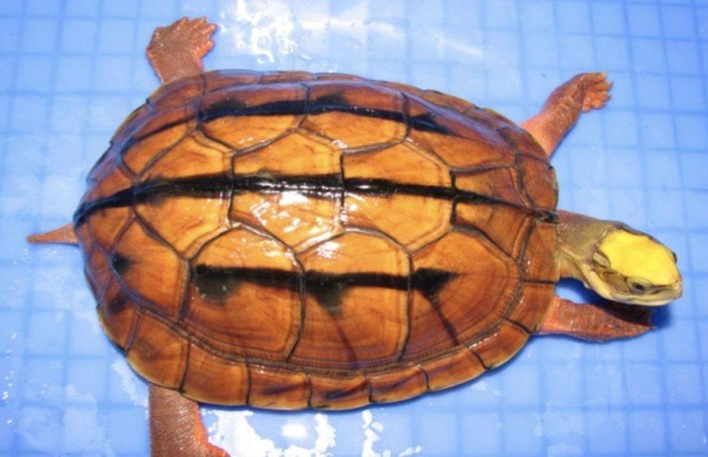 小白解答篇——水龟与陆龟的区别，哪个好养一些呢？