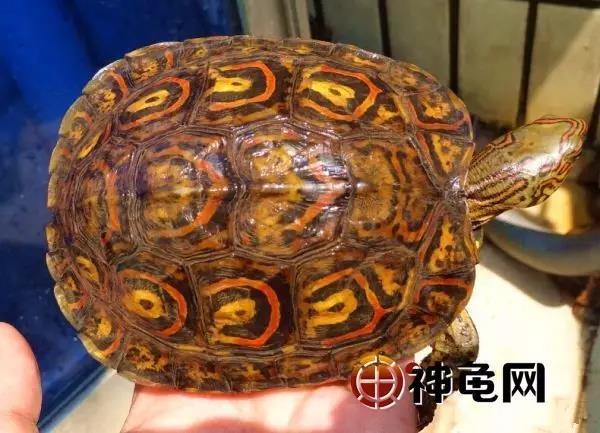 洪都拉斯木纹龟：“霸道总裁”专款