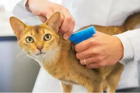 猫咪生病期间可以接种疫苗吗？接种完疫苗后还有可能会得病吗？