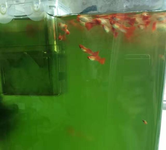 观赏鱼缸的水质清澈但有点发绿如何处理？绿水难道不好吗？
