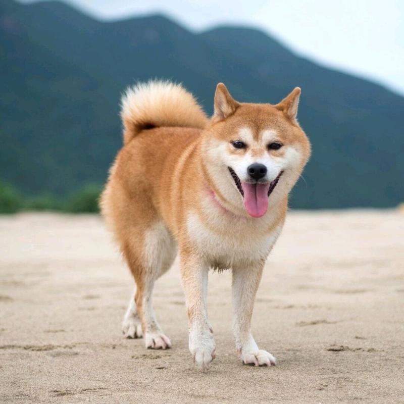 柴犬和中华田园犬哪个更值得买？柴犬还是中华田园犬有什么区别？