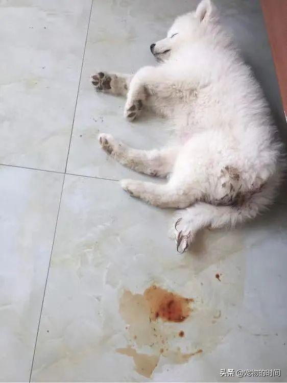 狗感染宠物狗的细小病毒有哪些症状?建议收藏 狗感染宠物狗的细小病毒有哪些症状?建议收藏