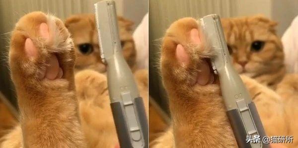 脚毛对猫有用吗？猫咪究竟需不需剃脚毛？如何正确修剪？