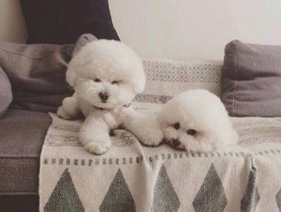 比熊犬怎么喂养？脆弱肠胃要谨慎对待，学会六点后正确饲养