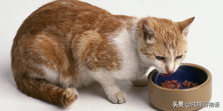 猫咪不吃饭，该怎么办？怎么才能让猫咪乖乖进食？