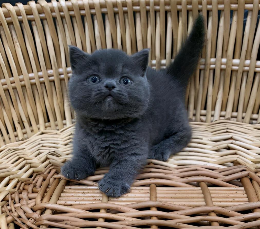 曼基康矮脚猫多少钱一只？你知道曼基康矮脚猫吗？