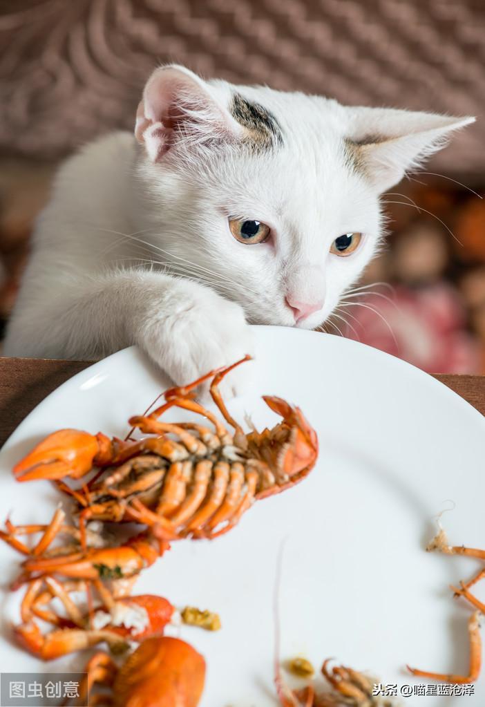 关于饲养幼猫你了解多少呢？幼猫可以吃什么？