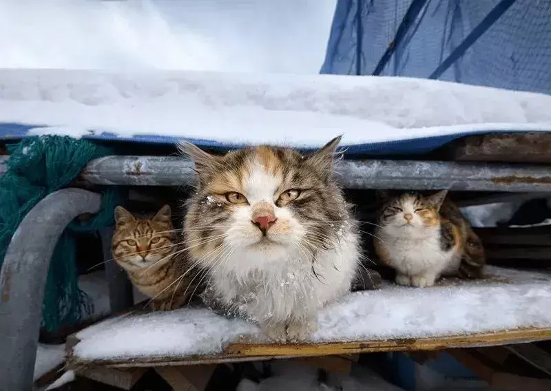 冬天来了，猫咪一身毛，还会怕冷吗？