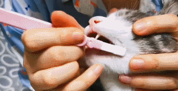 如何让猫咪适应刷牙？一步一步保姆级教学，实现给猫咪刷牙！