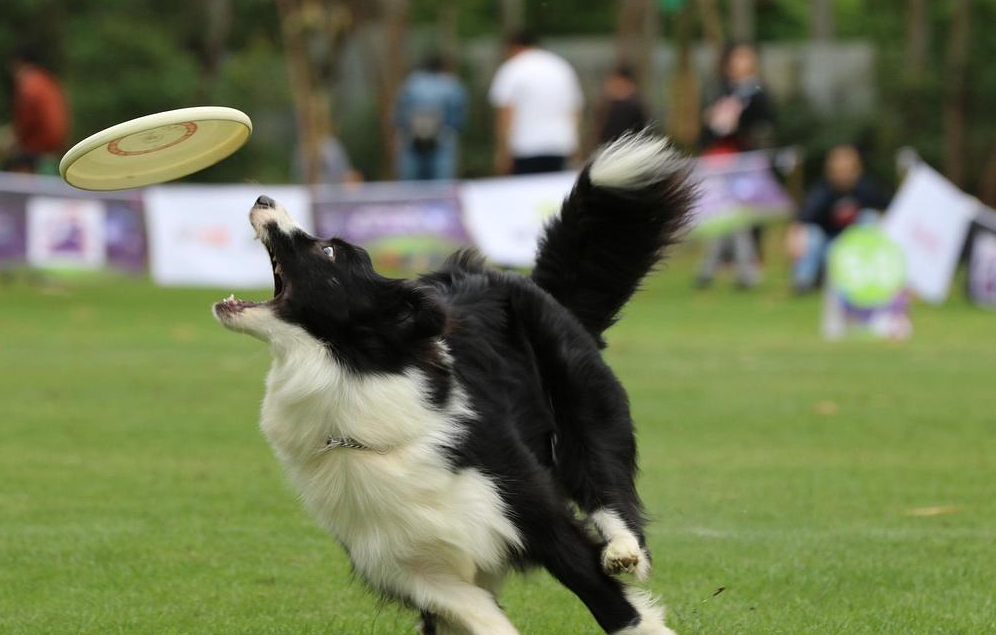 如何养好一只边境牧羊犬？下面这几件事，主人都做到了吗
