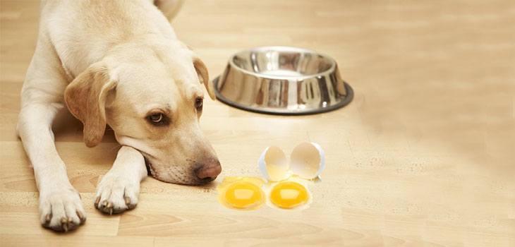 狗狗偷偷吃了我的鸡蛋，这会有危险吗？关于狗与鸡蛋之间的关系（狗吃了鸡蛋怎么办）