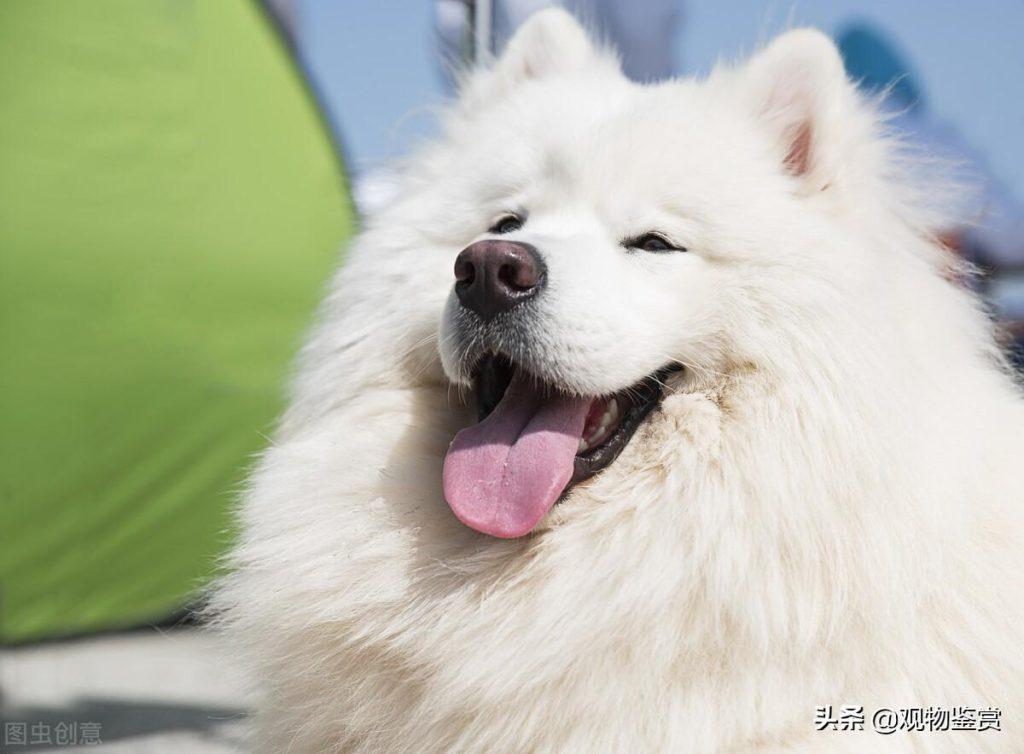 白毛狗的品种有很多，那都有哪些白毛狗品种呢？