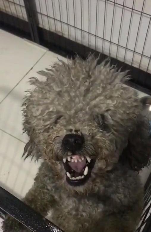 如何照顾好收养的流浪狗？如果是你会怎么做？