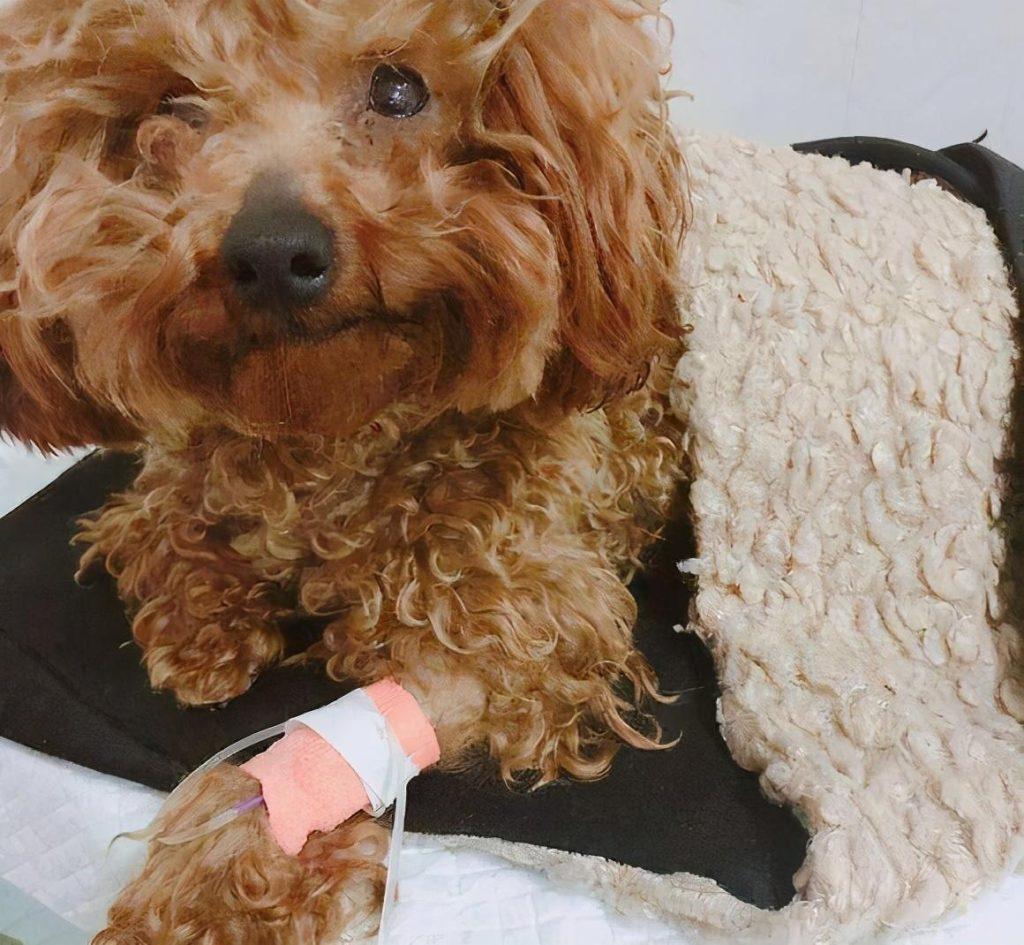 泰迪犬多久驱虫一次?什么时候需要驱虫? 泰迪犬多久驱虫一次?什么时候需要驱虫?