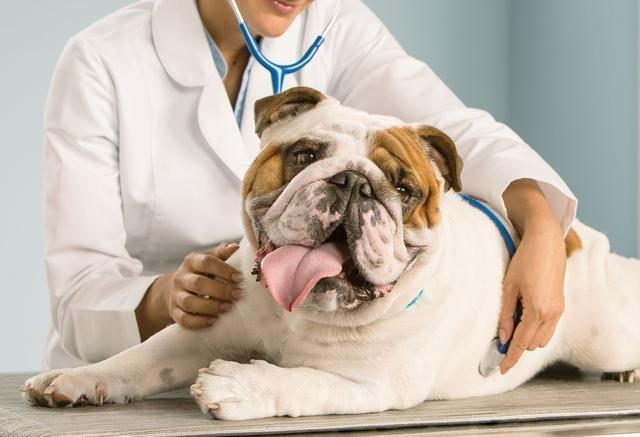 狗狗喘气是正常现象？频繁喘气当心是这些重病征兆，要了解成因