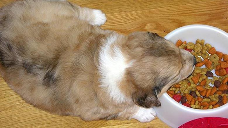 狗狗胃口不好怎么办？推荐6种“辅食”拌狗粮，让它胃口大增