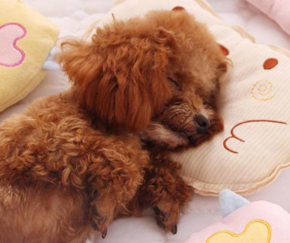 泰迪犬怎么睡觉？盘点泰迪犬的4大“睡姿”，都有其独有的意义