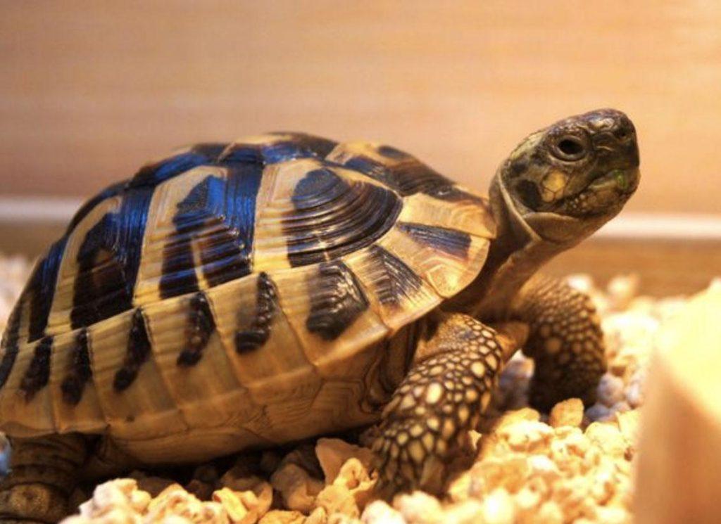 小白解答篇——水龟与陆龟的区别，哪个好养一些呢？