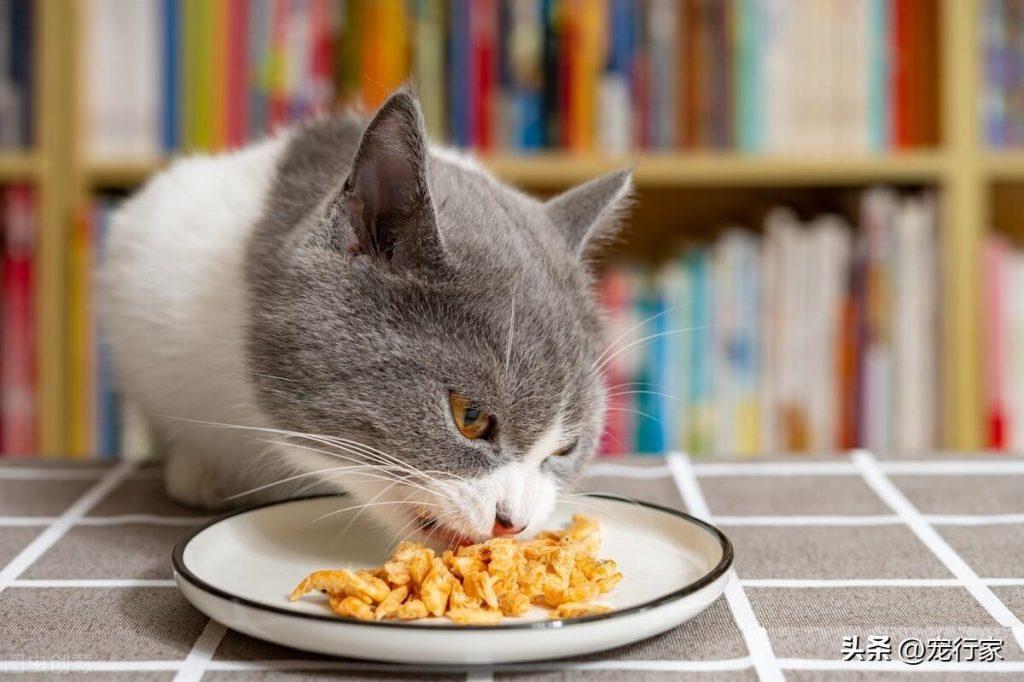 零食可以丰富猫的生活，但也容易让猫上瘾，如何合理地给予零食？