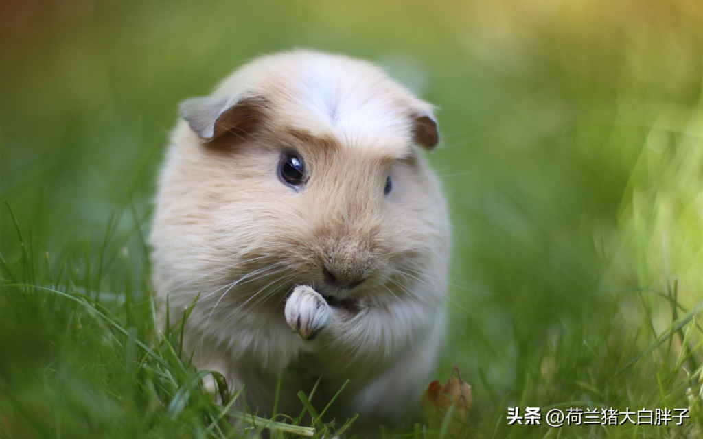 荷兰猪的发情周期是多少？发情的周期一般是15-16​天
