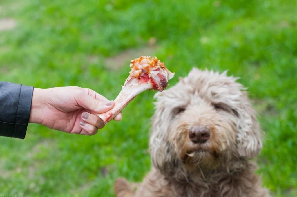 盘点狗狗不能吃的27种食物，你喂过几种呢？