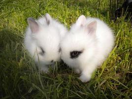 兔子都有什么种类？兔子种类大全