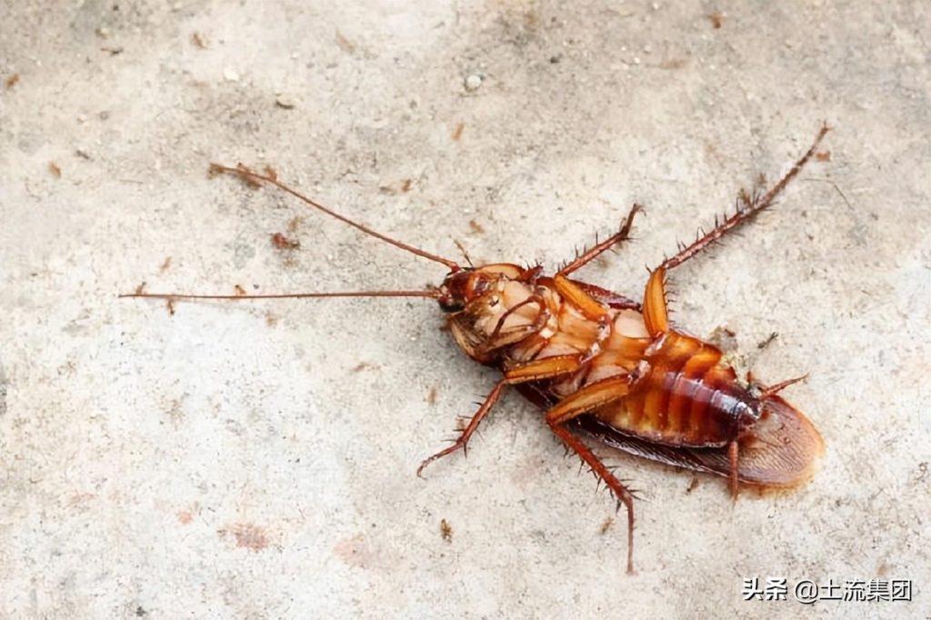蟑螂如何避免晚上爬床？四种根治最有效方法介绍！