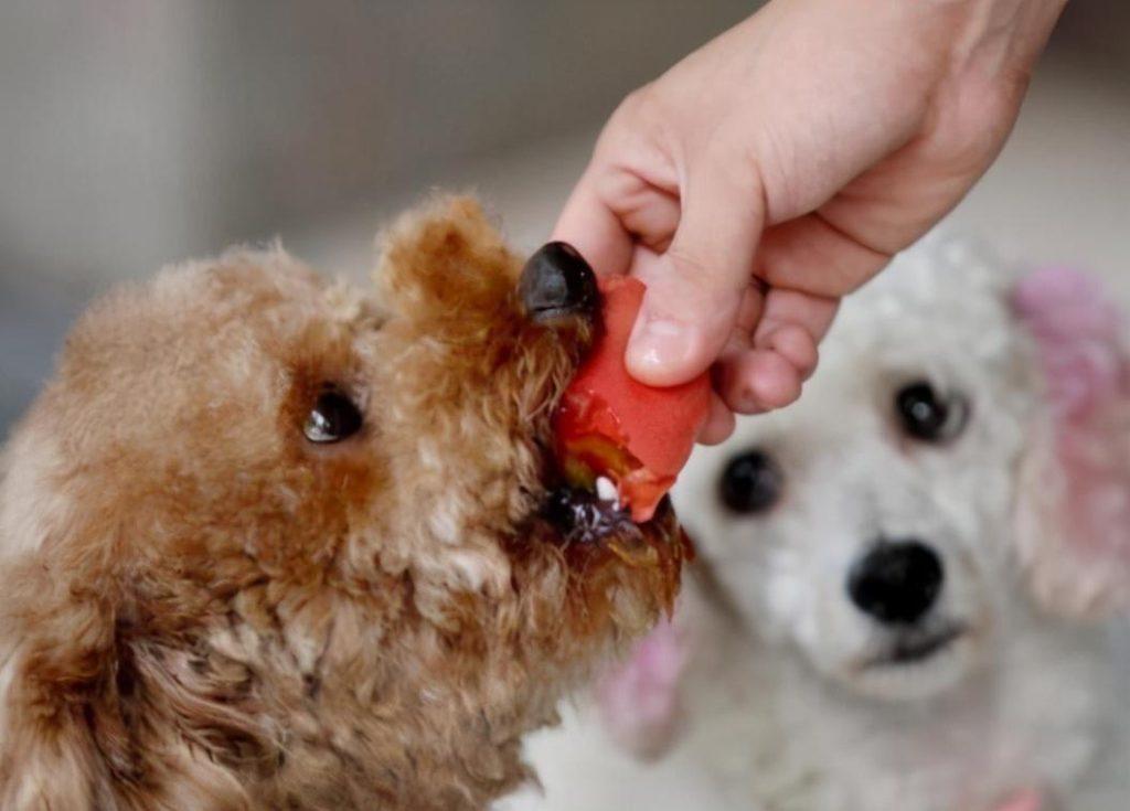 泰迪犬长白毛怎么办?狗狗长白毛的原因 泰迪犬长白毛怎么办?狗狗长白毛的原因