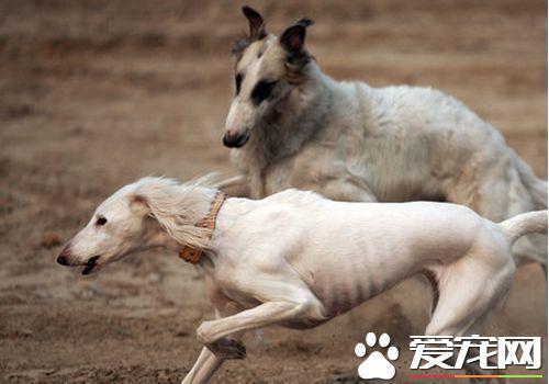 萨路基犬多少钱一只？萨路基犬的价格，从几千块到一万多不等