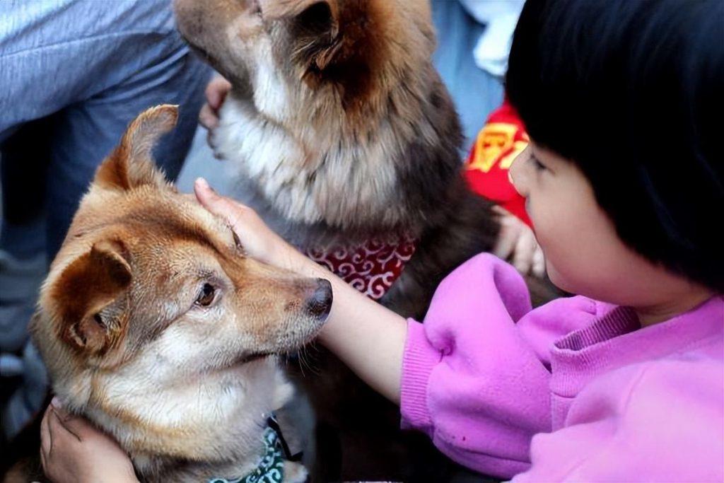 为什么说“中华田园犬”是最不值钱的狗？