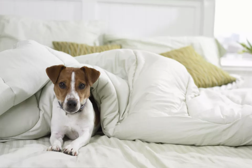 狗狗失眠的原因有很多，用这6点，保证狗狗与主人都能睡个好觉
