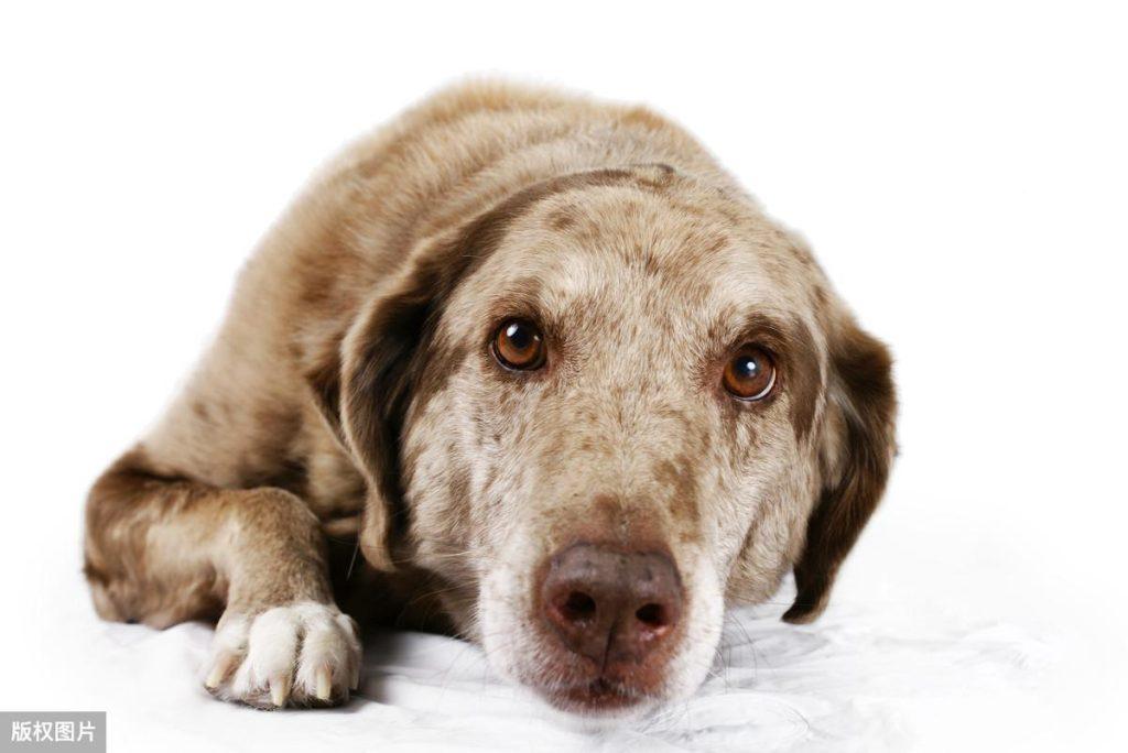 狗狗的泪痕原因都有哪些？你处理过狗狗泪痕的情况吗？