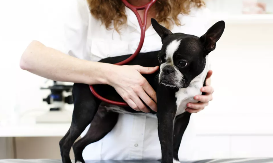 什么是狗狗的肠套叠？在幼犬身上十分常见，一出现就要动手术，别忽视！