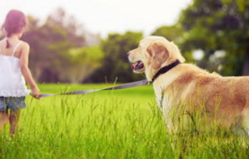 狗狗的维生素缺乏会引起哪些疾病？缺少维生素会有什么状况？